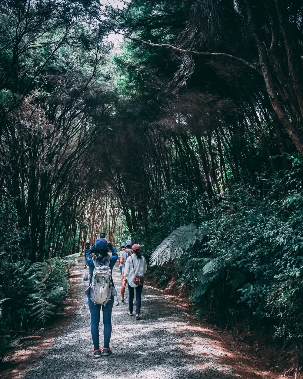 Welcome to Blue Gum Bushwalkers