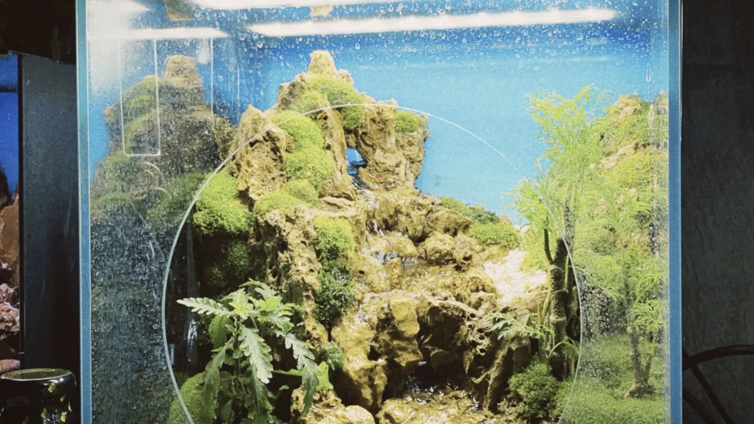Planted display tanks at an aquascaping shop