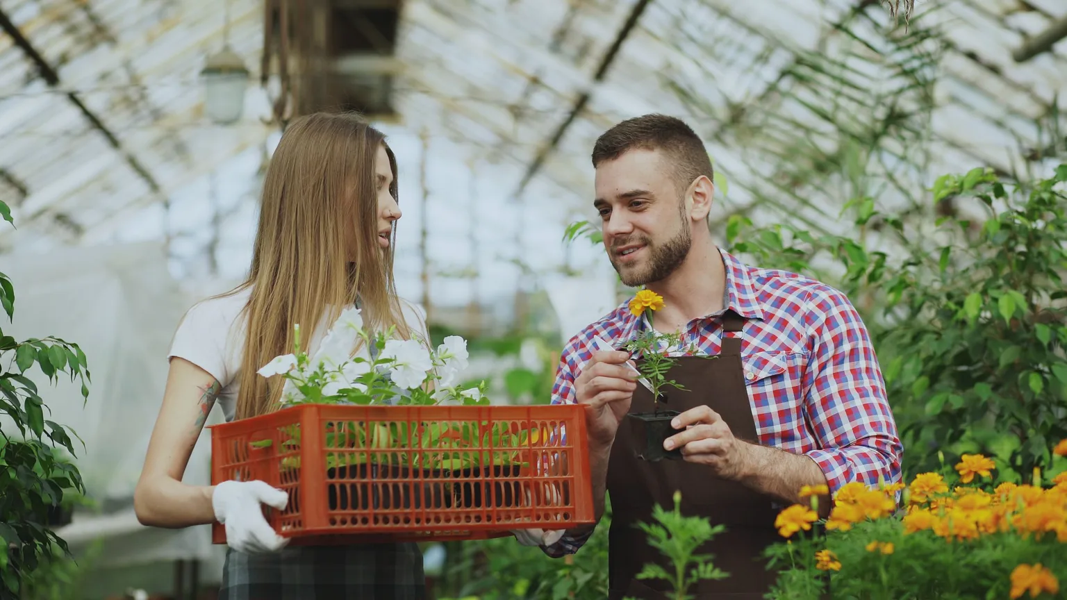A gardener showing another member a crate of plants in a greenhouse