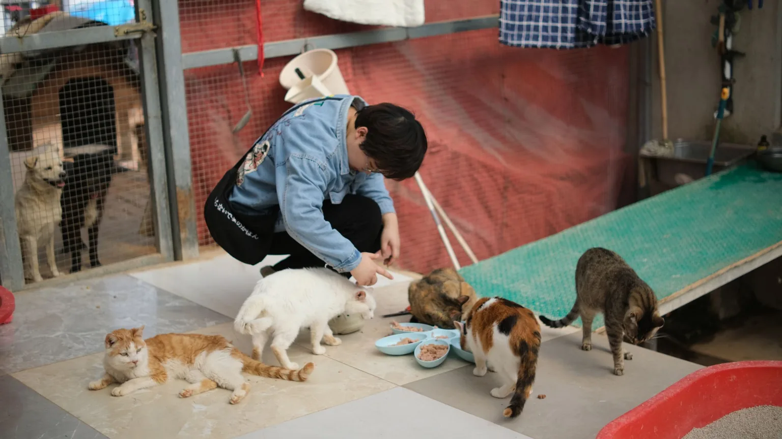 A volunteer feeding rescued cats at an animal shelter
