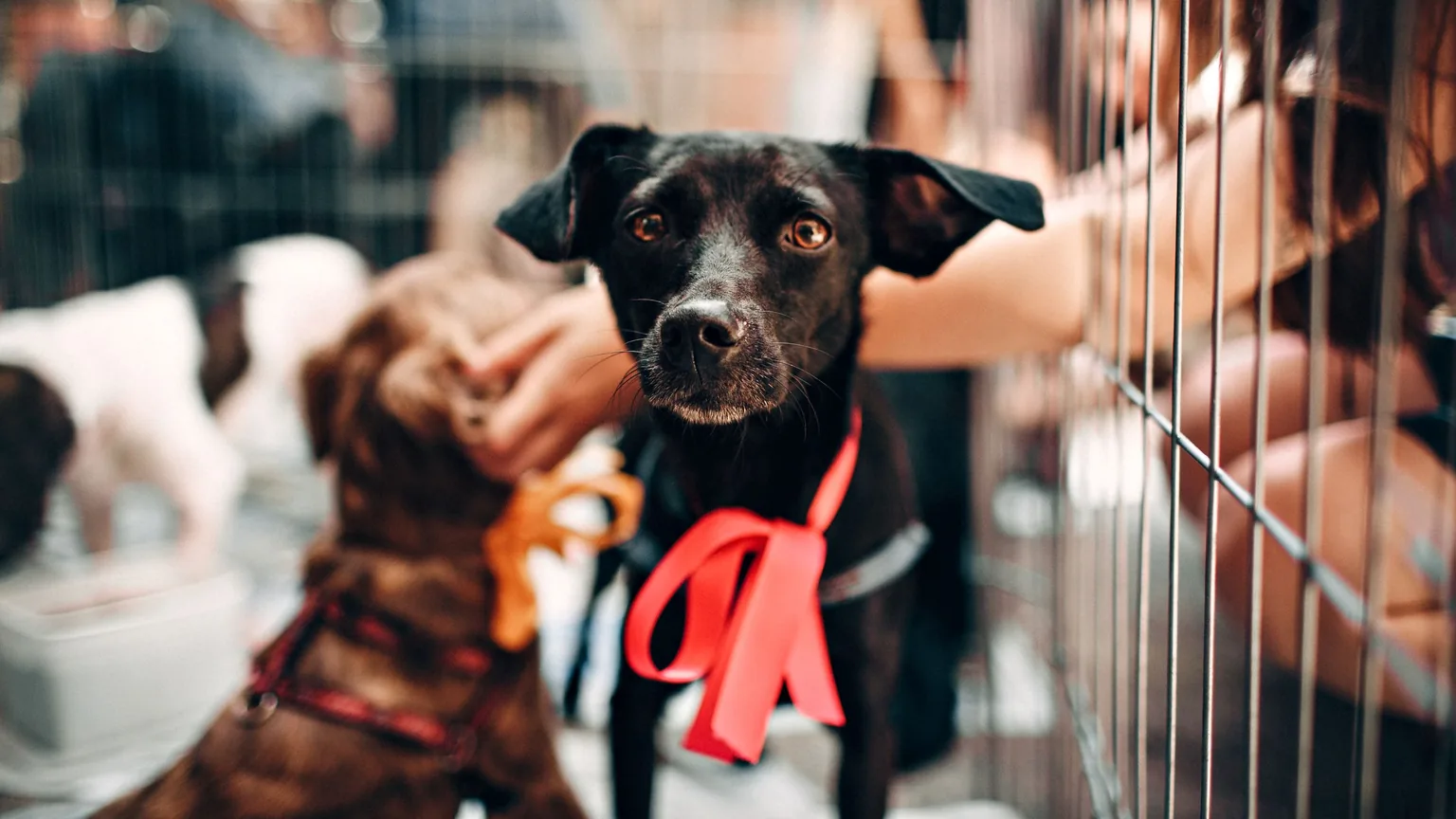 A rescued dog at the front of its kennel, a volunteer's hand reaching through the bars