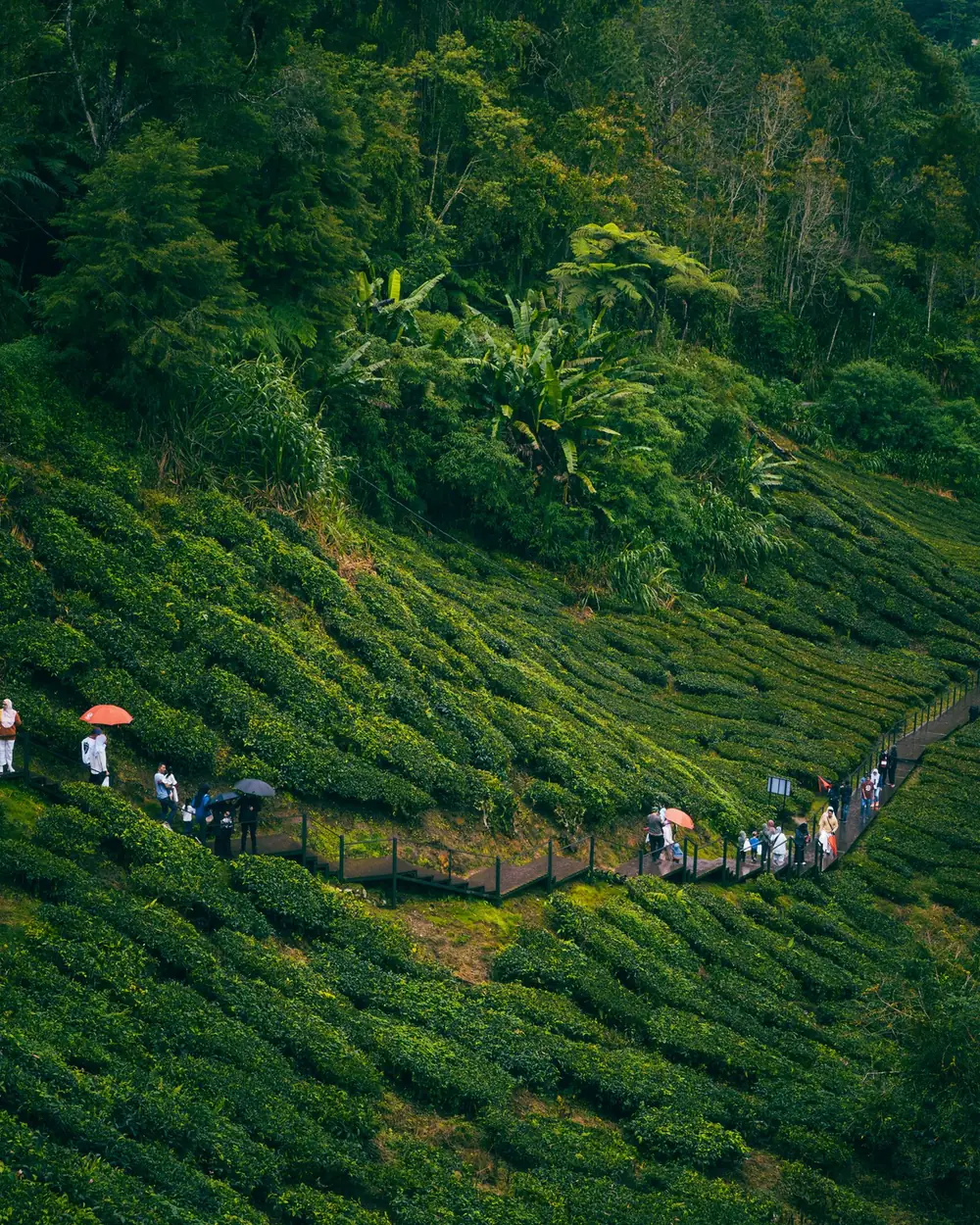 Laluan kebun teh di tanah tinggi